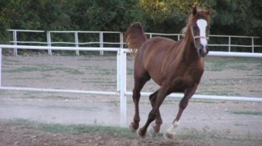 Malatya Sultansuyu Tim&rsquo;in 14 Arap Yarış Tayı 6 Kasım&rsquo;da Satılacak