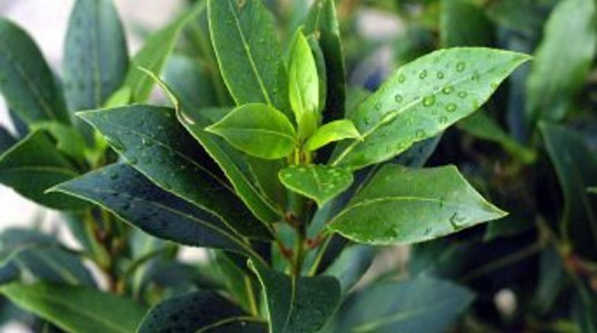 T&uuml;rkiye, Aromatik Ve Tıbbı Bitkide D&uuml;nyanın G&ouml;zdesi