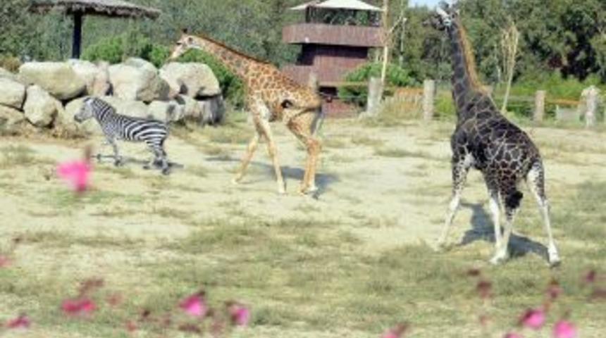 Z&uuml;rafa Efe&rsquo;nin 21 Yıllık Yalnızlığı Bitti