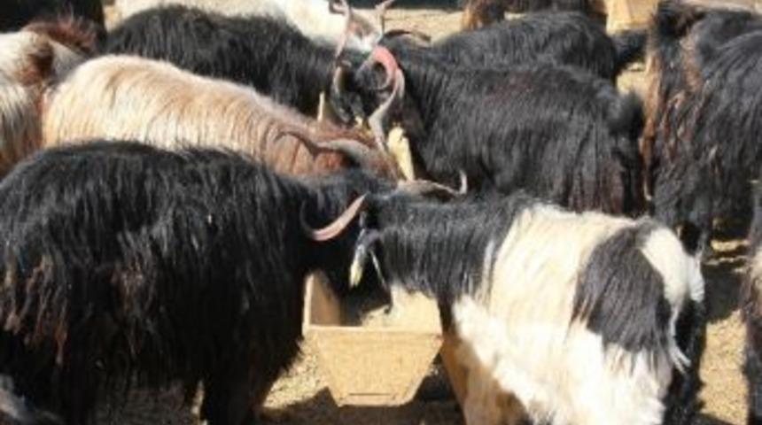 Kurbanlıklarda 3. G&uuml;n İndirimi