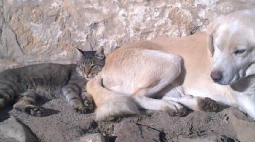 Kedi Ve K&ouml;peğin Birlikte Uyku Keyfi