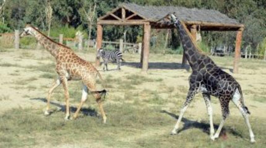 Efe&rsquo;nin 21 Yıllık Yalnızlığı Bitti