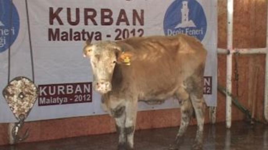 Deniz Feneri Derneği, Vekalet Kurbanlıkları Kesti