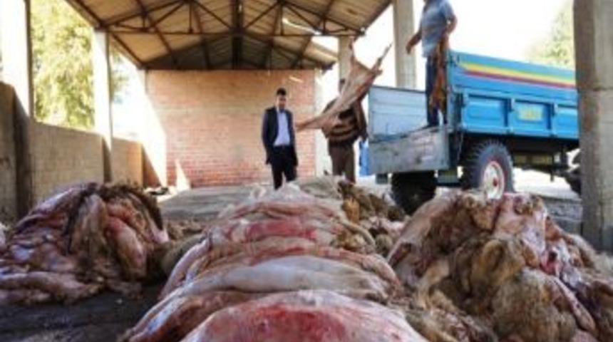 Sarıg&ouml;l&rsquo;de Kurban Derisi Toplama &Ccedil;alışmaları