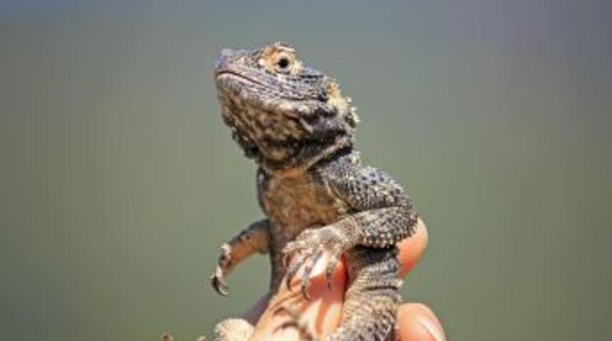 Ege B&ouml;lgesi'nin Yaban Hayatı Belgesel Ffilme Konu Oldu