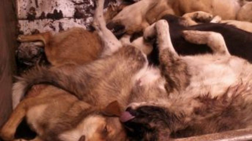 Tosya Belediyesi Sokak K&ouml;peklerini Topladı