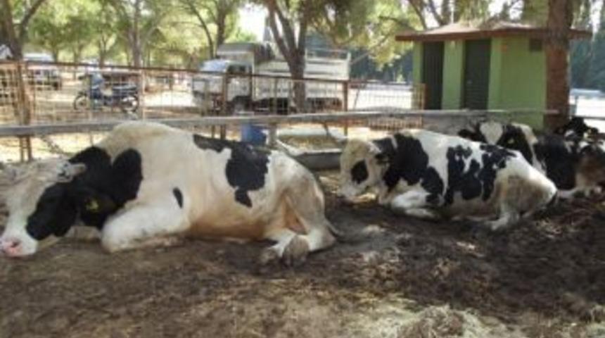 Kurbanlıkları Ellerinde Kaldı