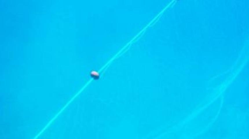 Kum Köpekbalıkları Artıyor, Bilinçsizlik Üzüyor