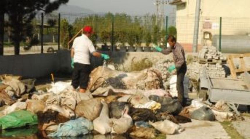 Thk D&uuml;zce Şubesi D&uuml;zce&rsquo;de 262 B&uuml;y&uuml;kbaş 188 K&uuml;&ccedil;&uuml;kbaş Deri Topladı