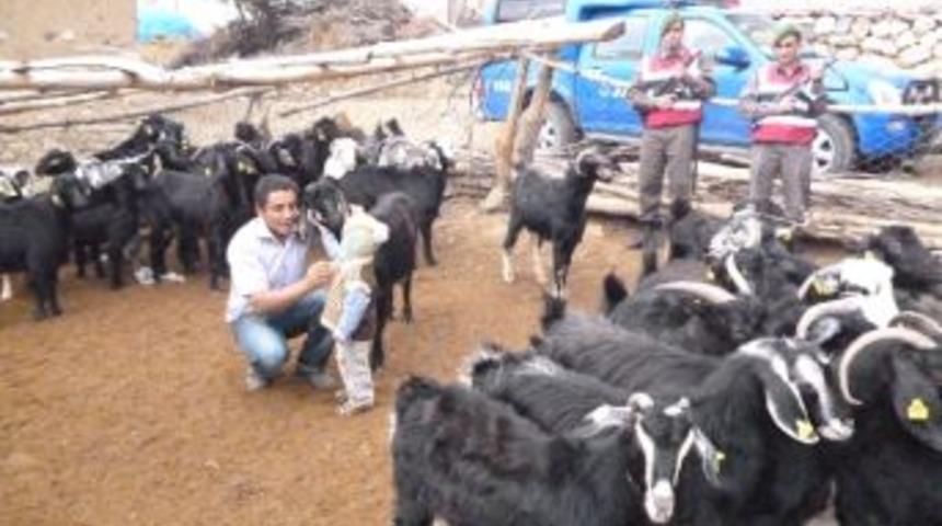 Hayvan Hırsızı Yakalandı