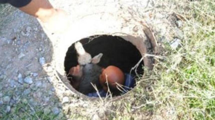 Şanslı ko&ccedil; Kurban Bayramı'ndan canlı &ccedil;ıktı