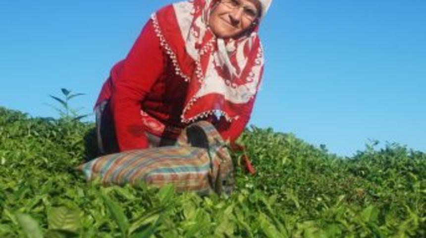 Doğu Karadeniz&rsquo;de 4. S&uuml;rg&uuml;n Yaş &Ccedil;ay Alımları Başladı