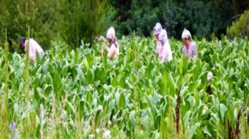 İki Metre Boyunda T&uuml;t&uuml;n Yetiştirdi