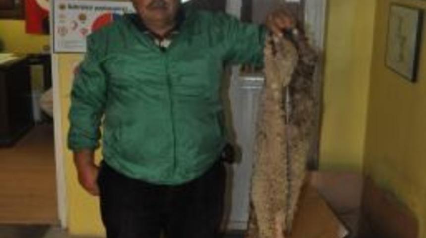 Thk Milas Şubesi 13 Bin 438 Adet Kurban Derisi Topladı