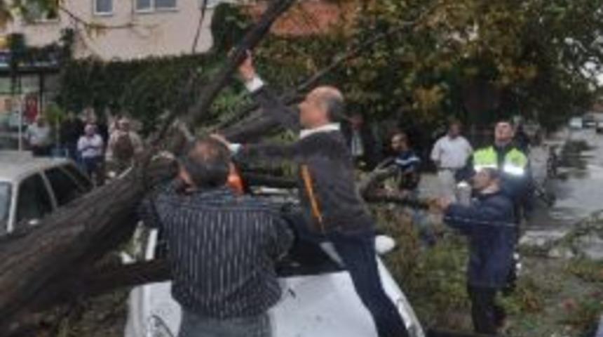 Fırtına Ağa&ccedil;ları Devirdi