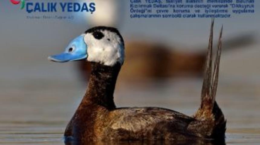 &Ccedil;alık Yedaş 'dikkuyruklar'a Sahip &Ccedil;ıktı