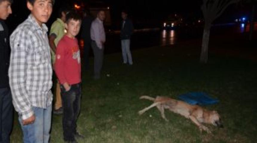 K&ouml;peğe &ccedil;arpmamak i&ccedil;in canından oldu