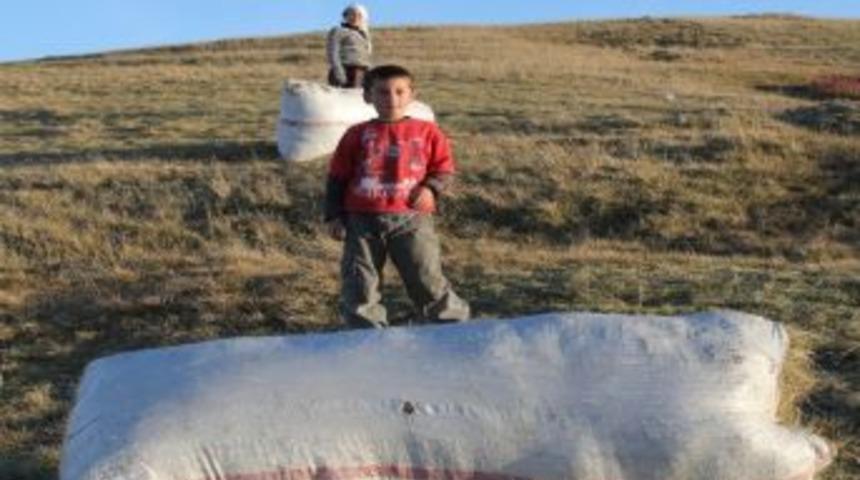 Onların Bayram Eglencesi,ot Bi&ccedil;mek Oldu