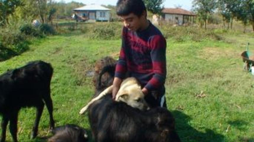 K&ouml;pekle Kedinin İmrendiren Dostluğu