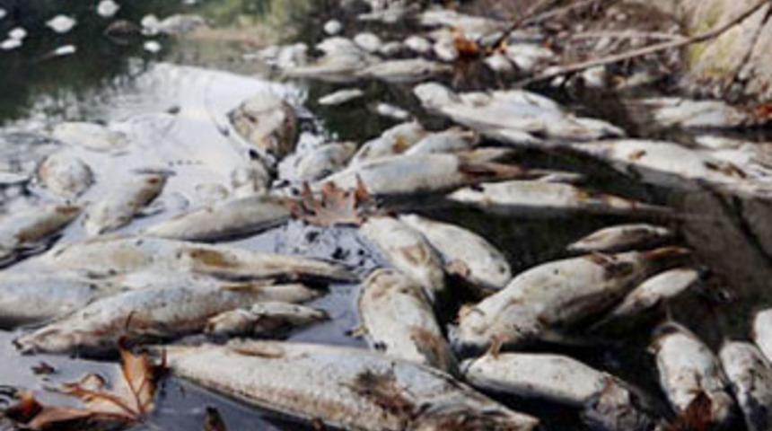 Yatağan &Ccedil;ayı'nda toplu balık &ouml;l&uuml;mleri