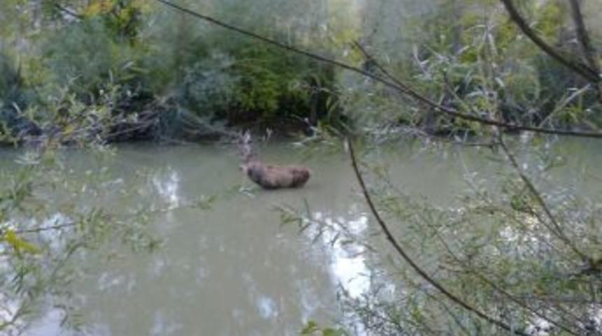 Tellere Takılan Yaralı Kızılgeyik Doğaya Tekrar D&ouml;nd&uuml;