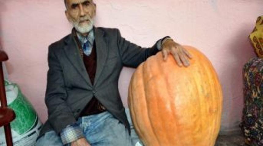 65 Kiloluk Amerikalı Dev Bal Kabağı Şaşırttı