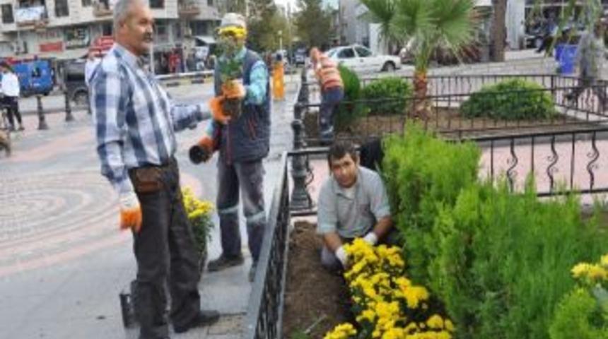 Soma'da Kış &Ccedil;i&ccedil;ekleri Mevsimi