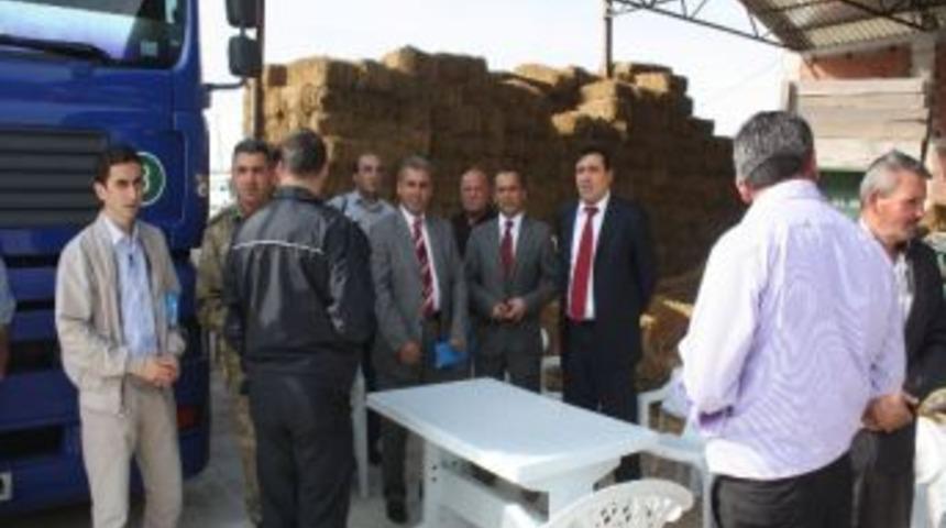 Havza’da Köylerde 252 Gebe Düve Dağıtımı Yapıldı