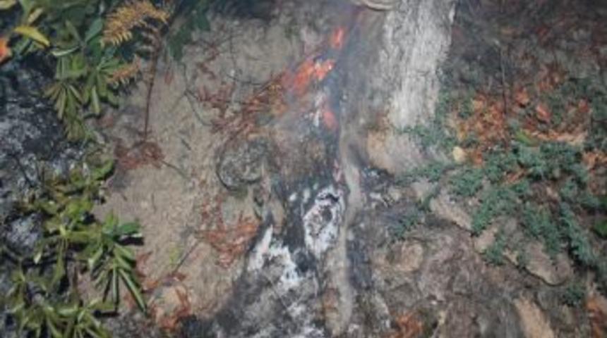 Ordu'daki Orman Yangını Kontrol Altına Alındı