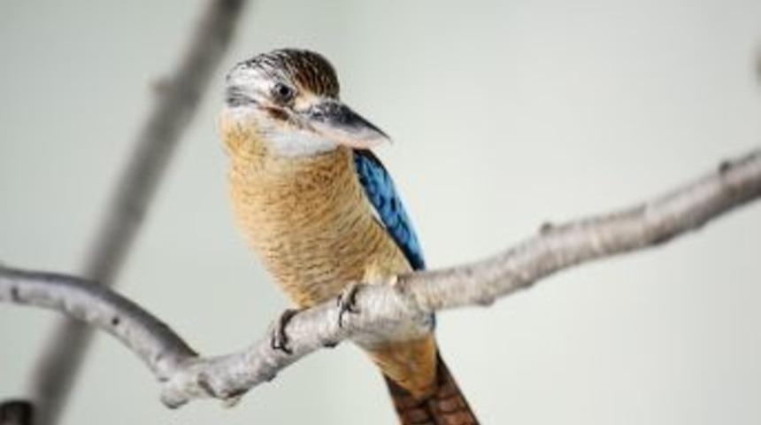 Kanguru Ve G&uuml;len Kuşlar Ziyaret&ccedil;ilerini Bekliyor