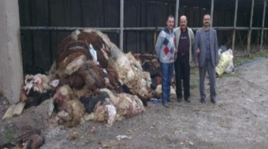 Thk&rsquo;ya Kurban Derisi Bağışı Arttı