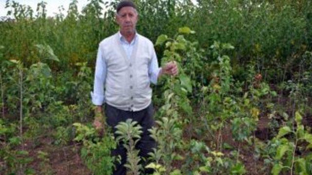 Suşehri Dut Fidesinde Öncü Oluyor