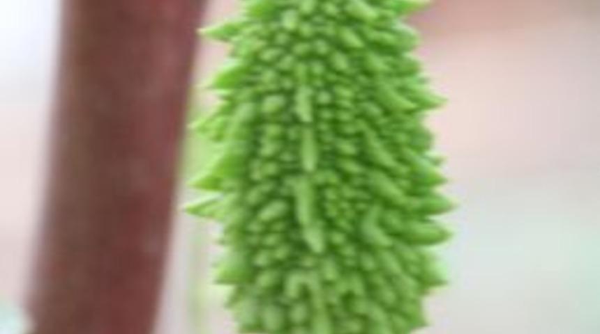 Cennet Nine, Kudret Narı'nı Herkese &Ouml;neriyor