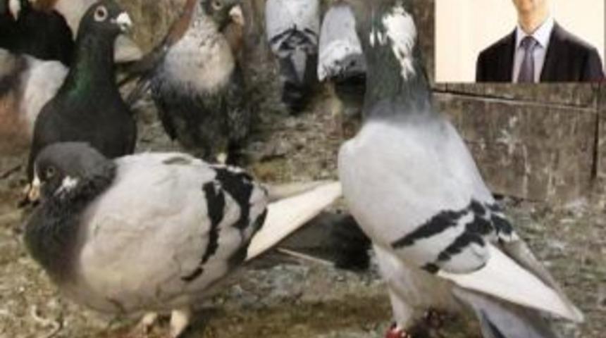 Esat g&uuml;vercinleri de vurdu