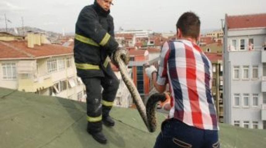 Şehir Merkezinde Piton Operasyonu