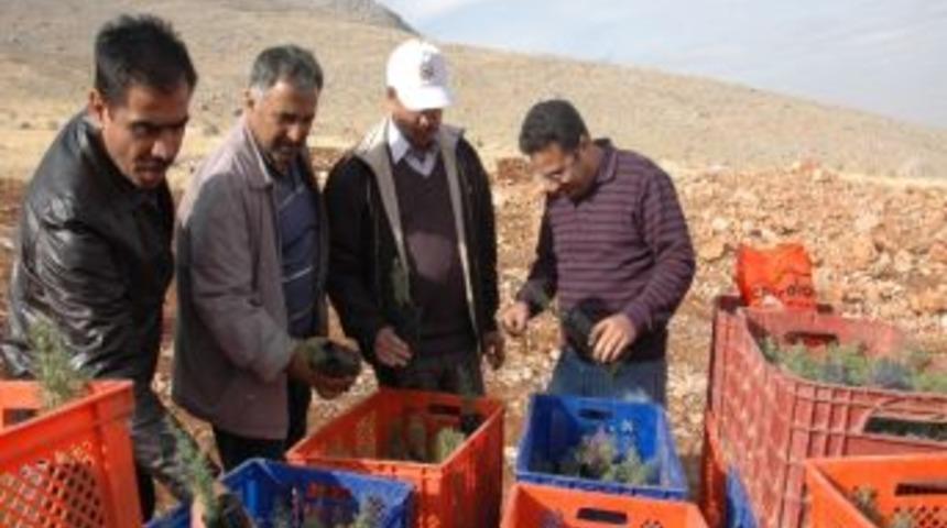 Şardağı&rsquo;na 1 Milyon Fidan