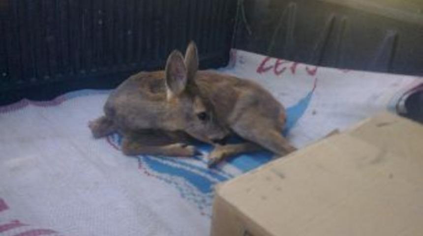 Yaralı Karaca Tedavi Edildi