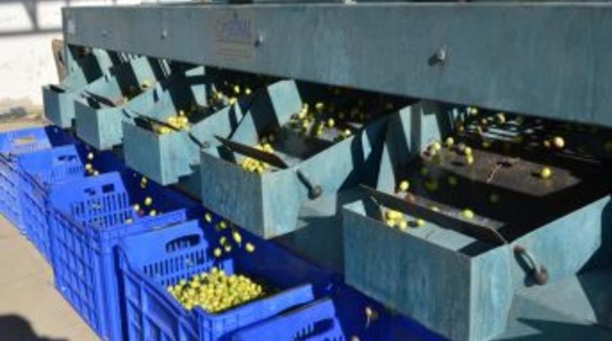 Tariş Burhaniye'de Yeşil Zeytin Alımına Başladı