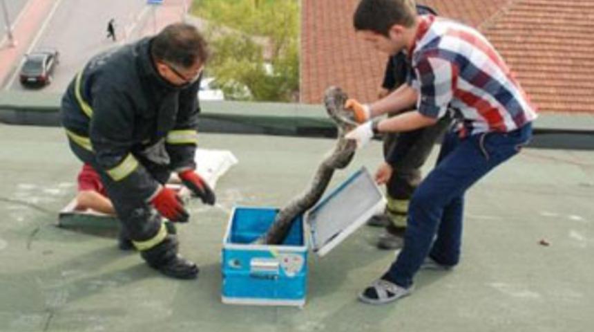 &Ccedil;atı katından piton &ccedil;ıktı!