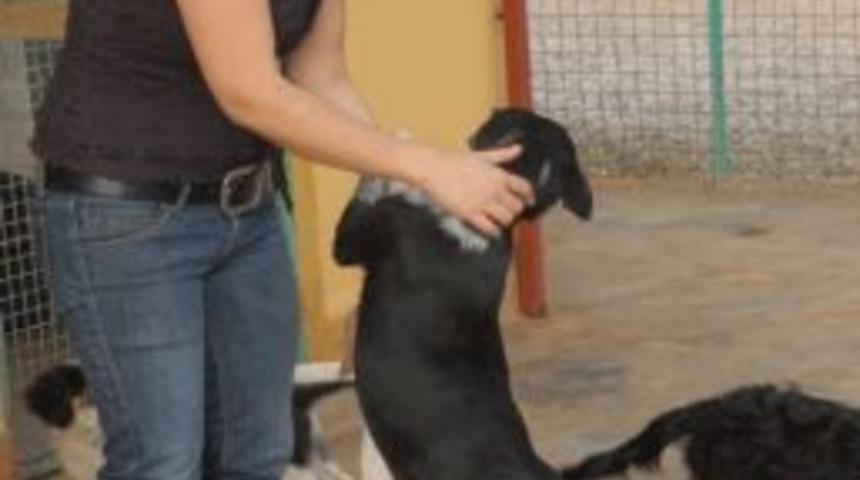 Sevimli K&ouml;pekler Sahip Bekliyor