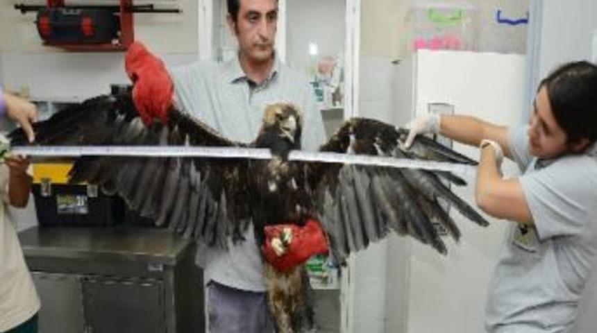 Yaralı Kartal Tedavi İ&ccedil;in İstanbul'dan İzmir'e Getirildi