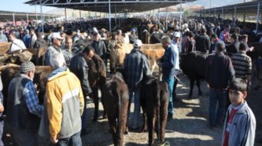 Sandıklı&rsquo;da 5 Kurbanlık Hastalık Nedeniyle İmha Edildi