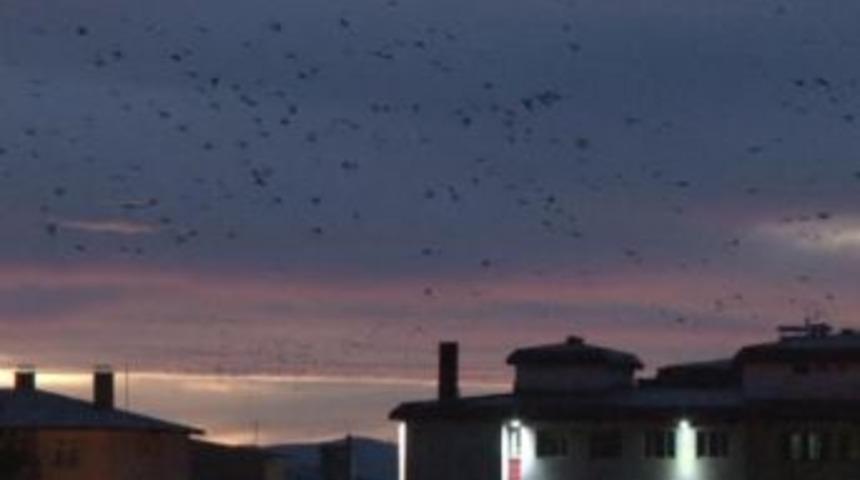 Erzurum&rsquo;da Dağlara Kar D&uuml;şmesiyle Kargaların G&ouml;&ccedil;&uuml; Başladı
