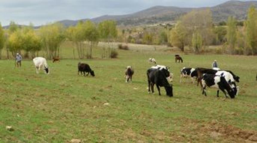 Kırıkkale&rsquo;de Brusella Hastalığı Ş&uuml;phesi