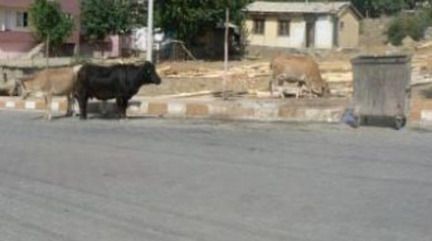 Kulp'ta Başıboş Hayvanlar Belediye Kıskacında