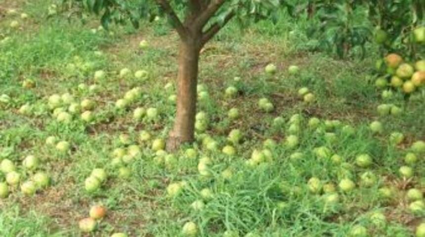 Fırtınanın Vurduğu Seracılara, Destek Şoku