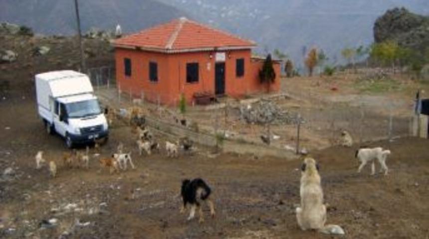 G&uuml;m&uuml;şhane&rsquo;de Sokak K&ouml;pekleri Yemek Artıklarıyla Besleniyor