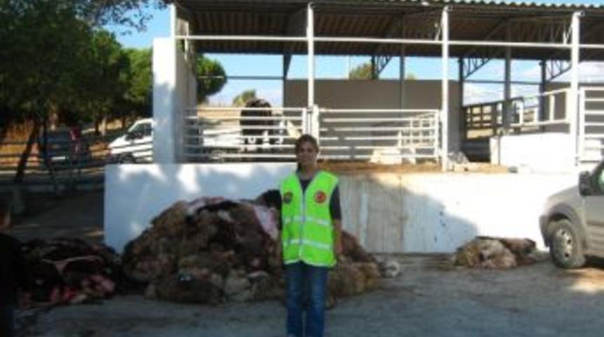 Thk Aliağa Şubesi 2 Bin 536 Adet Deri Topladı