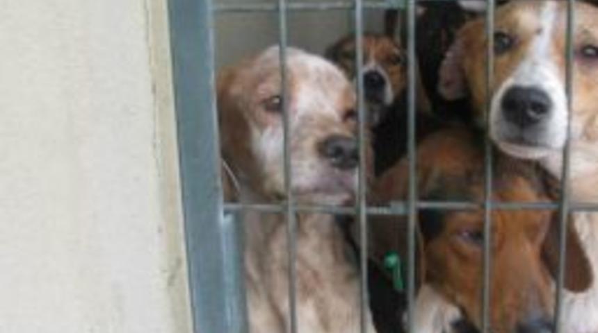 K&ouml;pek Barınağına Hayvansever Desteği
