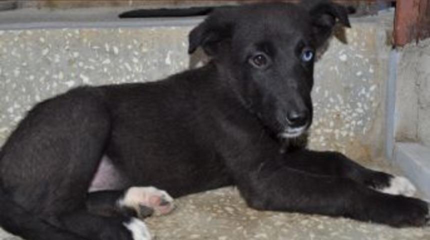 Van Kedisi Gibi Sokak K&ouml;peği